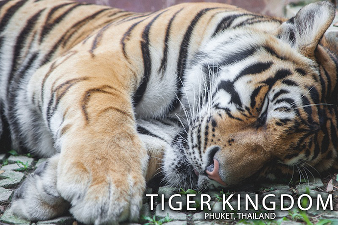 Tiger Kingdom